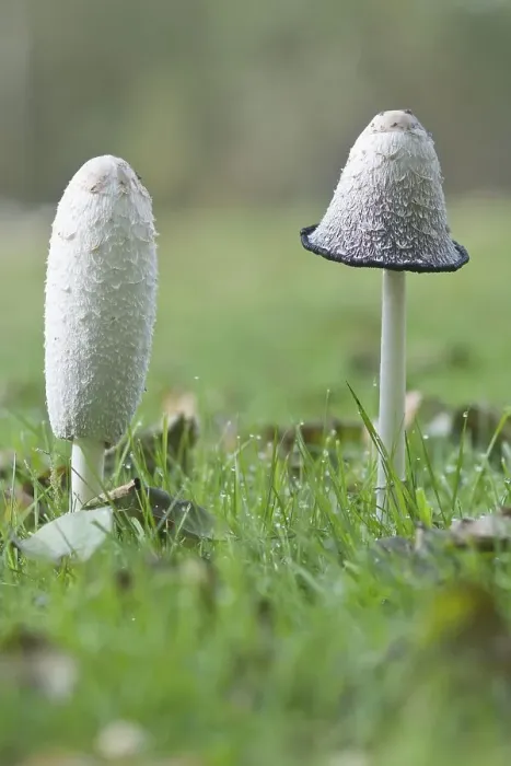 Framed Print : Shaggy ink cap, lawyer's wig or shaggy mane (Coprinus comatus)