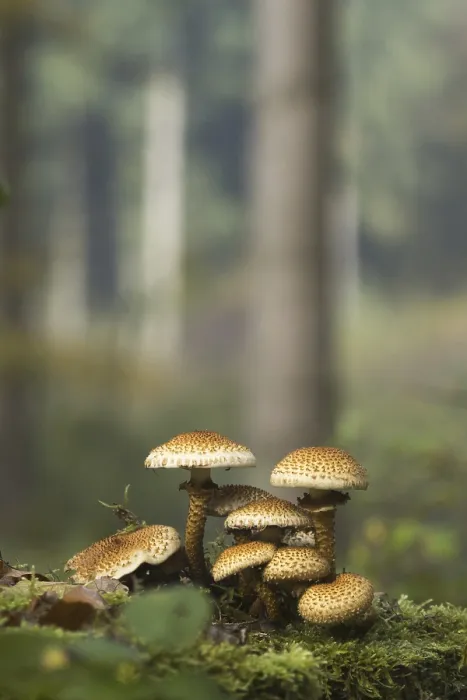 Framed Print : Shaggy scalycap (Pholiota squarrosa) on moss Framed Print : Shaggy scalycap (Pholiota squarrosa) on moss