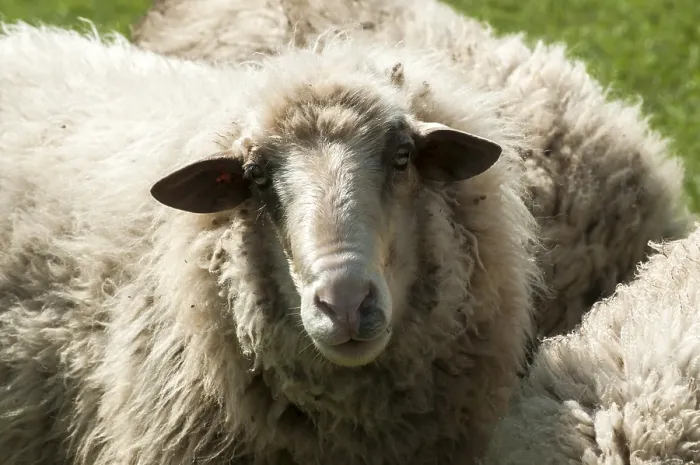 Framed Print : Shaggy sheep closeup on green grass meadow background
