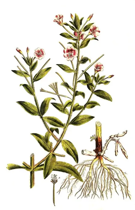 Framed Print : Shaggy willowherb (Epilobium) hirsutum Framed Print : Shaggy willowherb (Epilobium) hirsutum