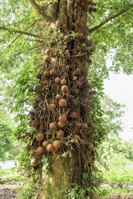 Framed Print : Shala tree or Sal tree (Shorea robusta) and its fruits