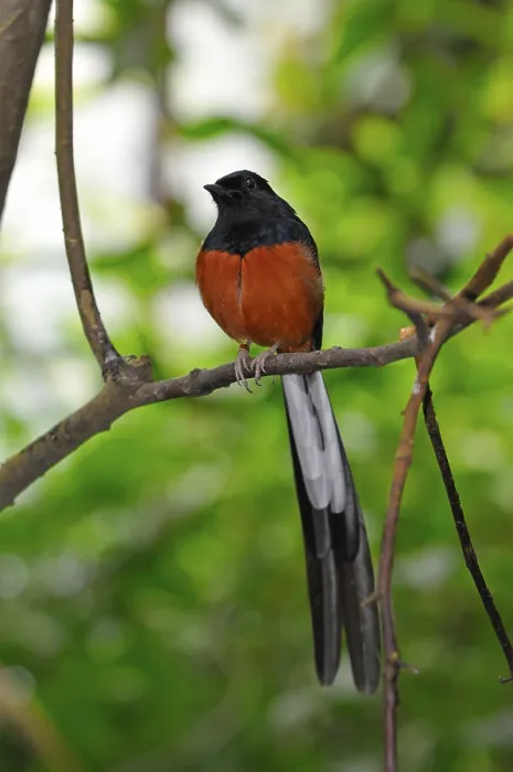 Framed Print : Shama Thrush Framed Print : Shama Thrush