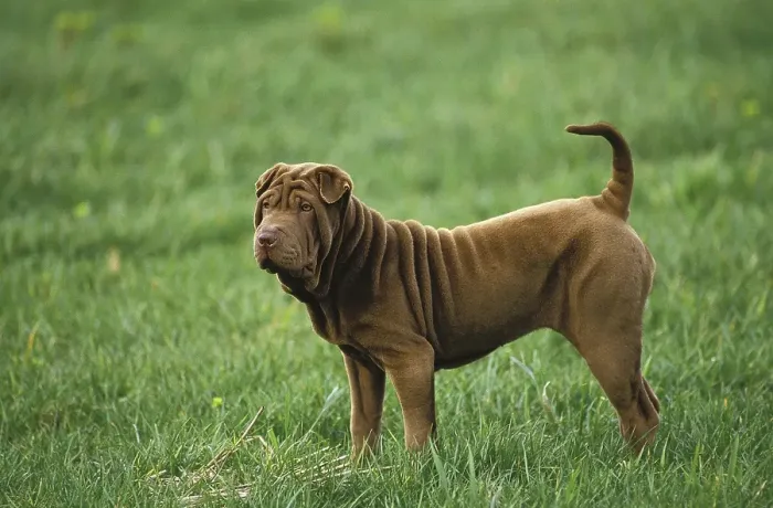 Framed Print : SHAR PEI DOG, adult ON GRASS
