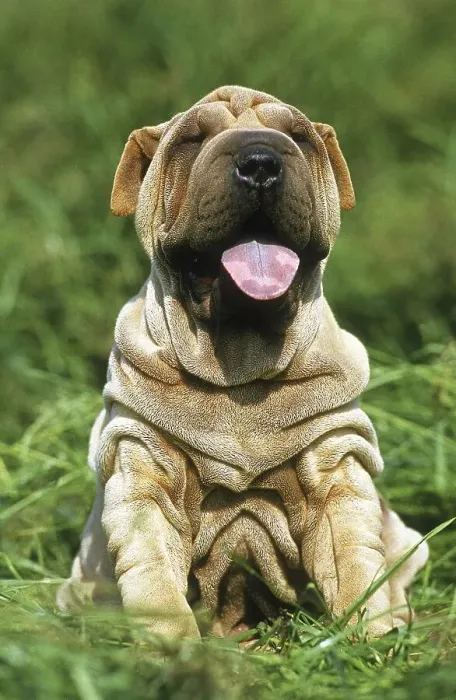 Framed Print : Shar-Pei dog, puppy sitting on grass with tongue out