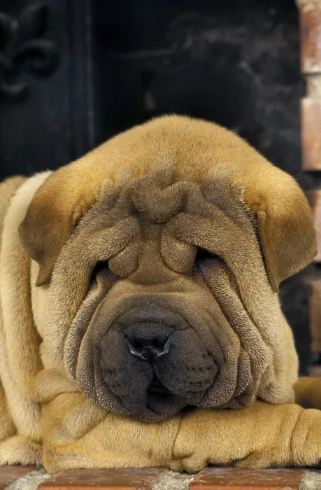Framed Print : Shar-Pei dog, puppy sleeping