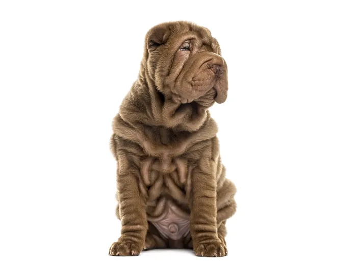 Framed Print : Shar pei puppy sitting with wrinkled brown fur Framed Print : Shar pei puppy sitting with wrinkled brown fur