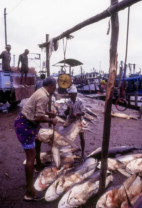Framed Print : Shark fish being weighed being loaded at Neendakara in Kollam Quilon Framed Print : Shark fish being weighed being loaded at Neendakara in Kollam Quilon