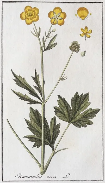 Framed Print : Sharp buttercup (Ranunculus acris)