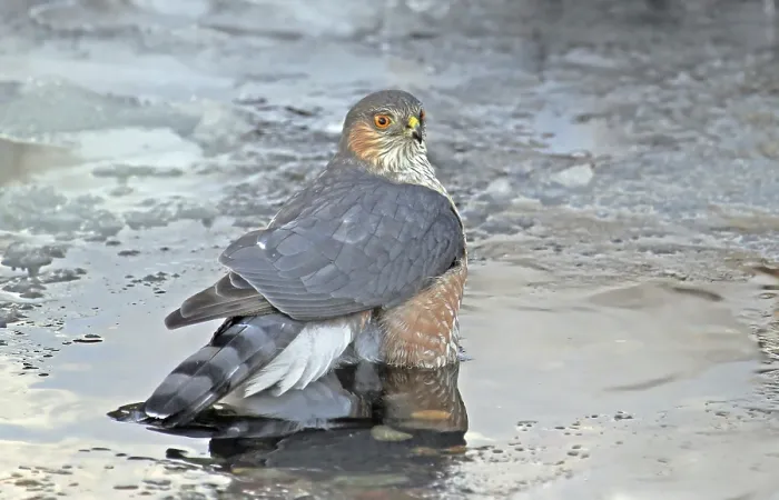 Framed Print : Sharp-shinned Hawk (Accipiter striatus) bathing