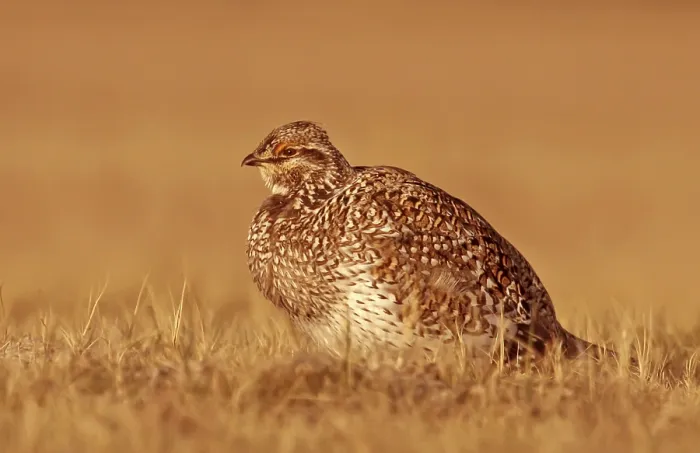 Framed Print : Sharp-tailed Grouse (Tympanuchus phasianellus) female