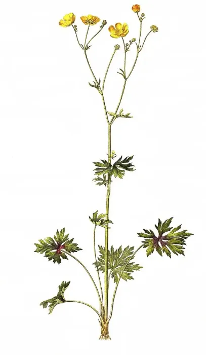 Framed Print : Sharp tall buttercup (Ranunculus acris)