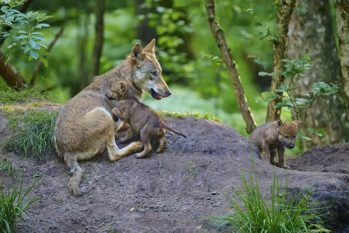 Framed Print : She-wolf lying in the forest with puppies and showing care