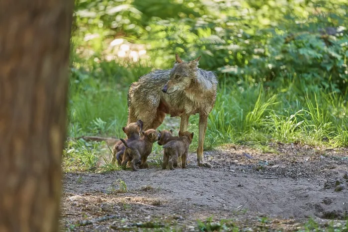 Framed Print : She-wolf with her puppies in the green forest Framed Print : She-wolf with her puppies in the green forest