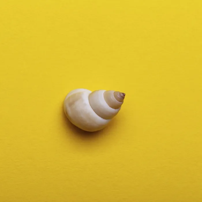 Framed Print : Shea shell on the yellow background Framed Print : Shea shell on the yellow background