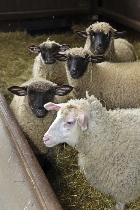 Framed Print : Sheep