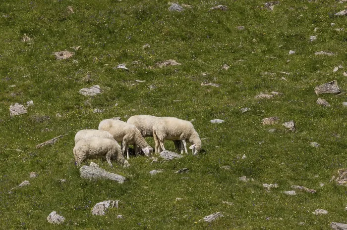 Framed Print : Sheep on the alpine pasture in Pinzgau Framed Print : Sheep on the alpine pasture in Pinzgau
