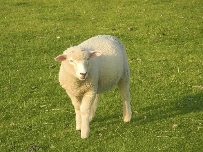 Framed Print : Sheep, animal, grazing, meadow