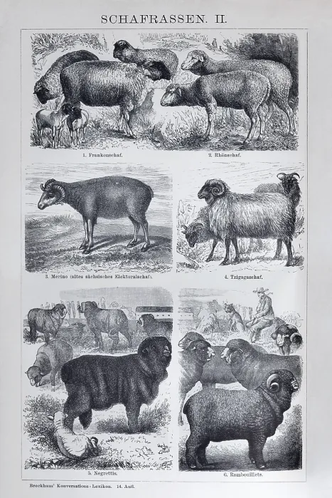 Framed Print : Sheep breeds, Franconian sheep
