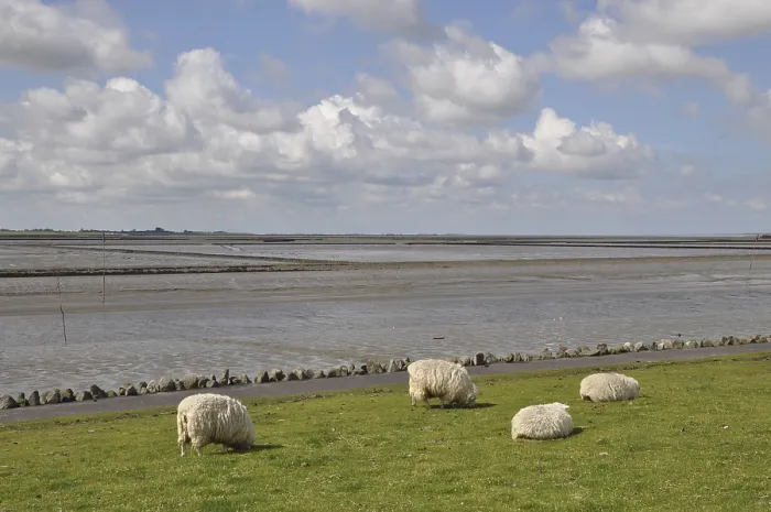 Framed Print : Sheep, dike, North Sea, Husum, North Frisia
