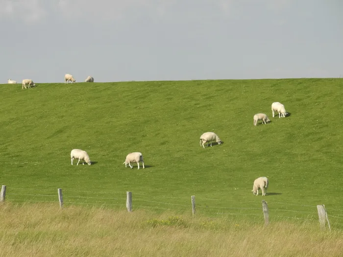 Framed Print : Sheep, dike, North Sea, northern Germany
