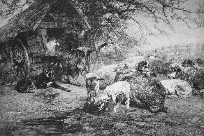 Framed Print : Sheep and dogs resting next to a shed in a rural landscape Framed Print : Sheep and dogs resting next to a shed in a rural landscape