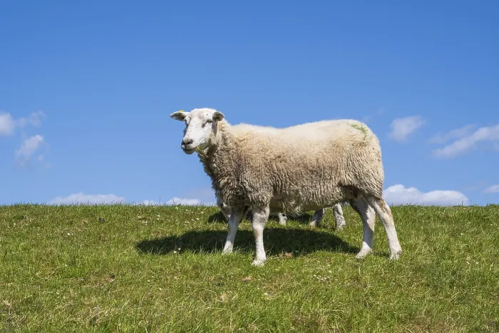 Framed Print : Sheep on the dyke, Pellworm Island Framed Print : Sheep on the dyke, Pellworm Island
