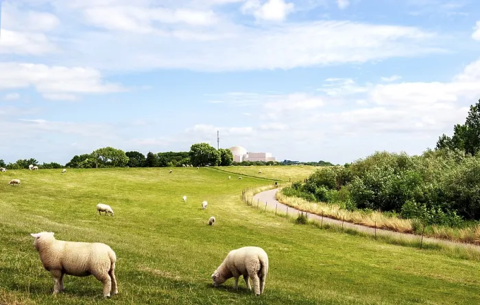 Framed Print : Sheep at the Elbe dike of Brokdorf