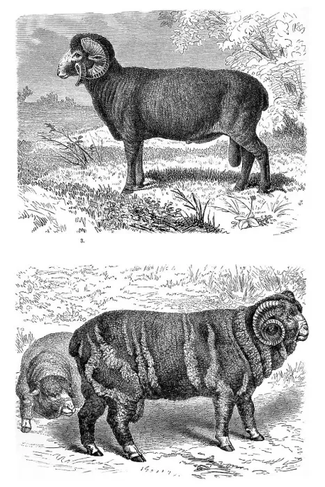 Framed Print : Sheep, Elektoral breed Merino sheep at the top