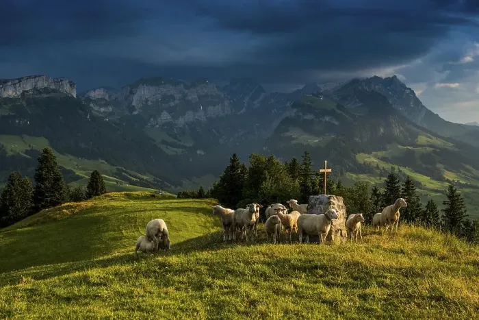Framed Print : Sheep, Faehnerenspitz, sunset, view of the Alpstein massif with the Hohen Kasten Framed Print : Sheep, Faehnerenspitz, sunset, view of the Alpstein massif with the Hohen Kasten