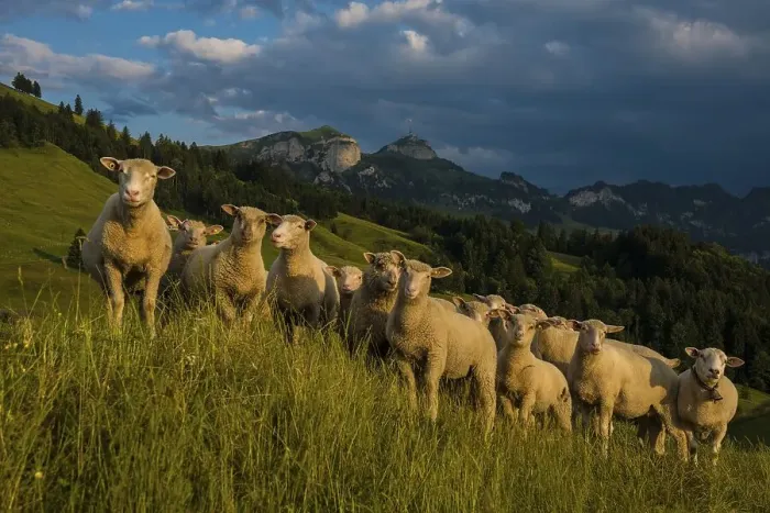 Framed Print : Sheep, Faehnerenspitz, sunset, view of the Alpstein massif with the Hohen Kasten Framed Print : Sheep, Faehnerenspitz, sunset, view of the Alpstein massif with the Hohen Kasten