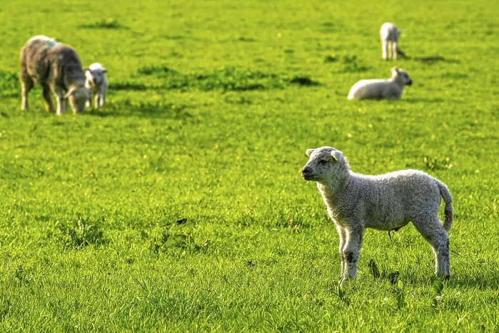 Framed Print : Sheep and farm in Lake District National Park