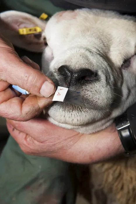 Framed Print : Sheep farming, shepherd using sterile single use pin on Texel ram nose to extract blood for Scrapie genotype testing