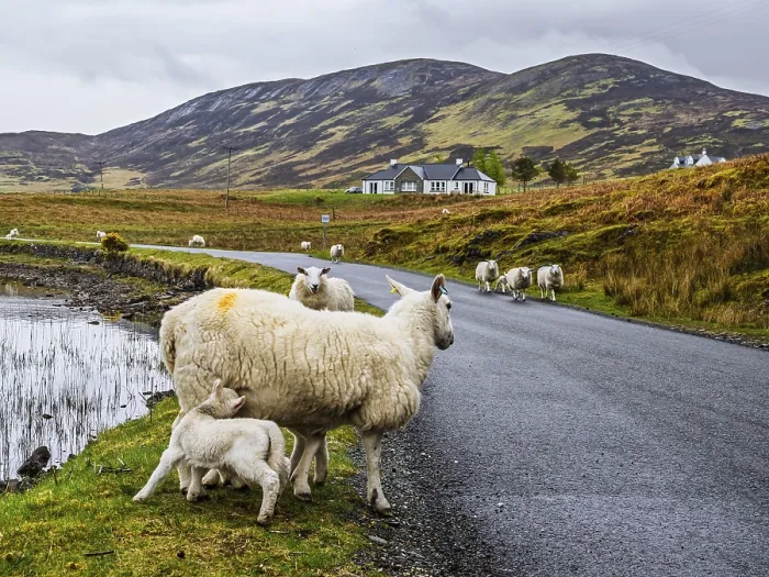 Framed Print : Sheep and farms on Isle of Sky, Scotland, UK