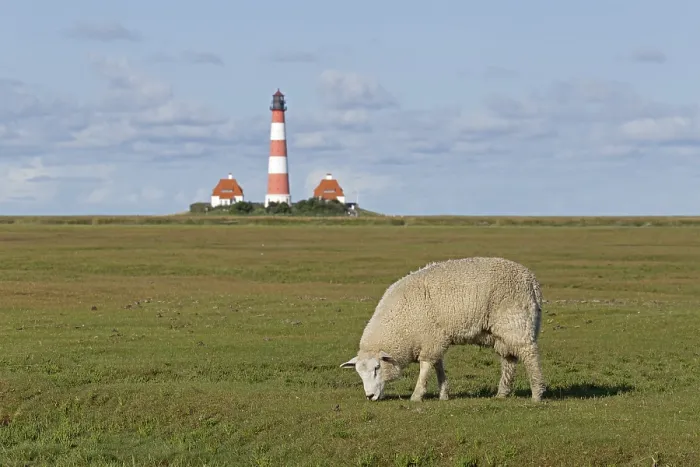 Framed Print : Sheep graze on salt marshes, behind Westerhever lighthouse Framed Print : Sheep graze on salt marshes, behind Westerhever lighthouse