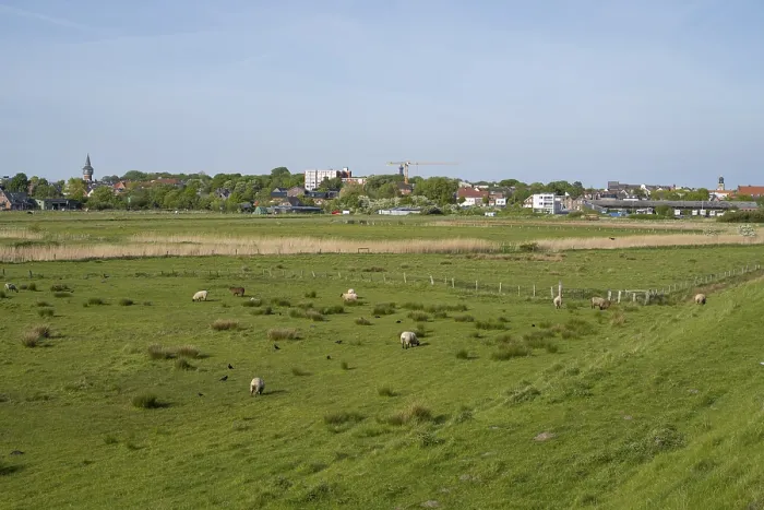 Framed Print : Sheep grazing in the meadows, Dockkoog
