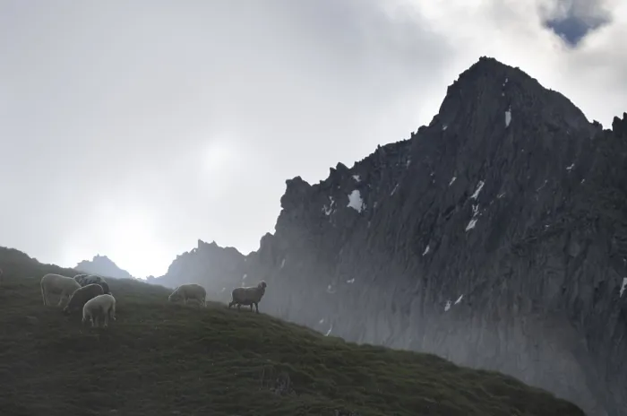 Framed Print : Sheep grazing on a mountain meadow Framed Print : Sheep grazing on a mountain meadow