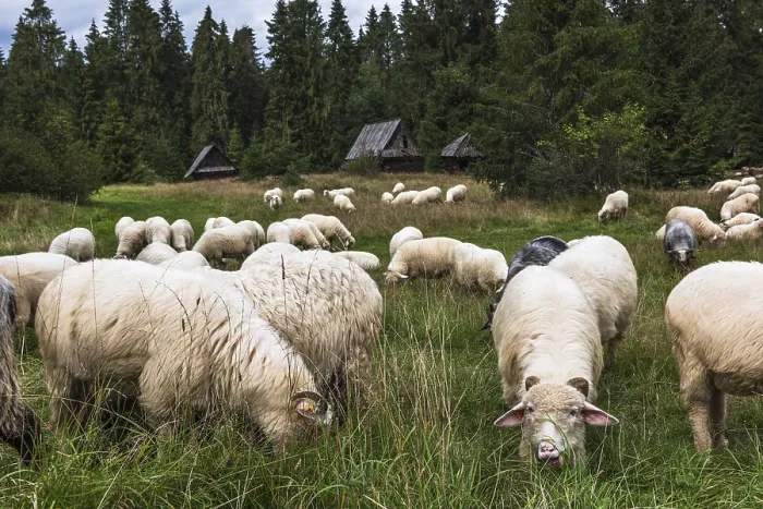 Framed Print : Sheep grazing in old traditional village in carpathian mountains