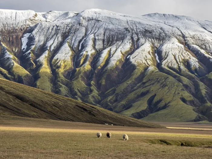 Framed Print : Sheep grazing in the open landscape