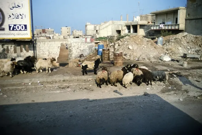 Framed Print : Sheep grazing on the rubble-strewn streets of Beirut, Lebanon, 1998, Asia Framed Print : Sheep grazing on the rubble-strewn streets of Beirut, Lebanon, 1998, Asia