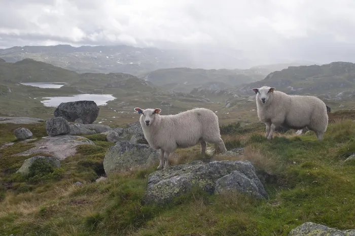 Framed Print : Sheep in the highlands, Telemark, Norway