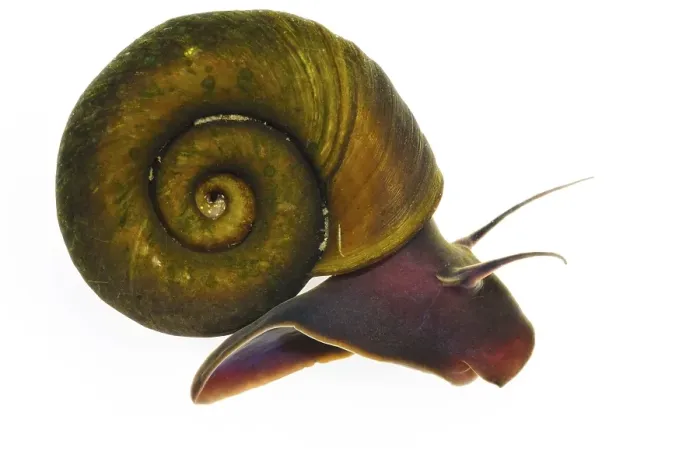 Framed Print : Sheep horn snail (Planorbis planorbis) adult