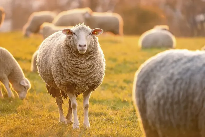 Framed Print : Sheep in the light of the evening sun