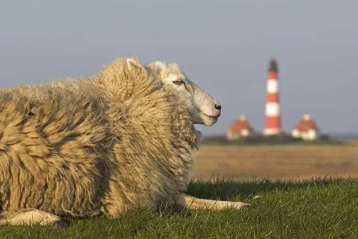 Framed Print : Sheep and lighthouse, Westerhever Framed Print : Sheep and lighthouse, Westerhever