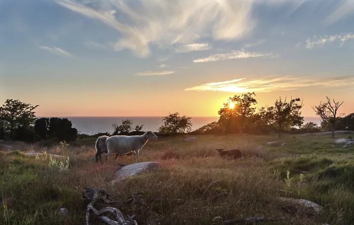 Framed Print : Sheep in the meadow, evening mood on Hammeren headland