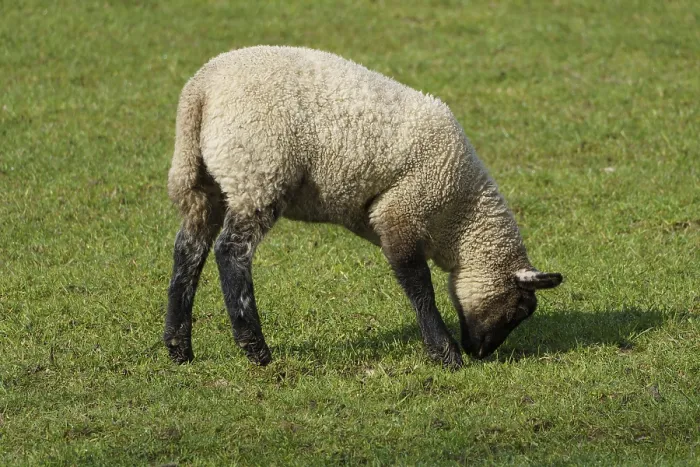 Framed Print : Sheep in a meadow grazing in natural environment