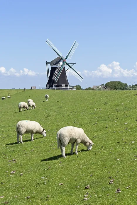 Framed Print : Sheep and Nordermuehle windmill Framed Print : Sheep and Nordermuehle windmill