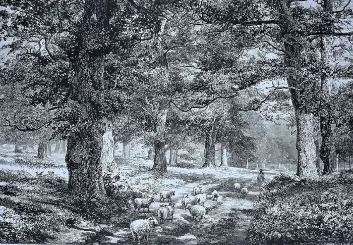 Framed Print : Sheep among old oaks In Sherwood Forest