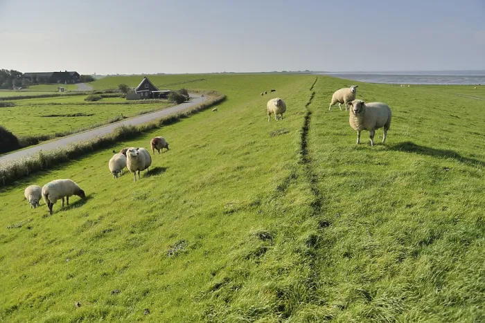 Framed Print : Sheep (Ovis aries) on a dike, Pellworm