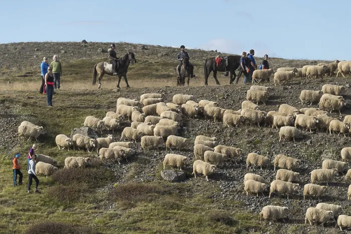 Framed Print : Sheep (Ovis aries), herd being driven together Framed Print : Sheep (Ovis aries), herd being driven together