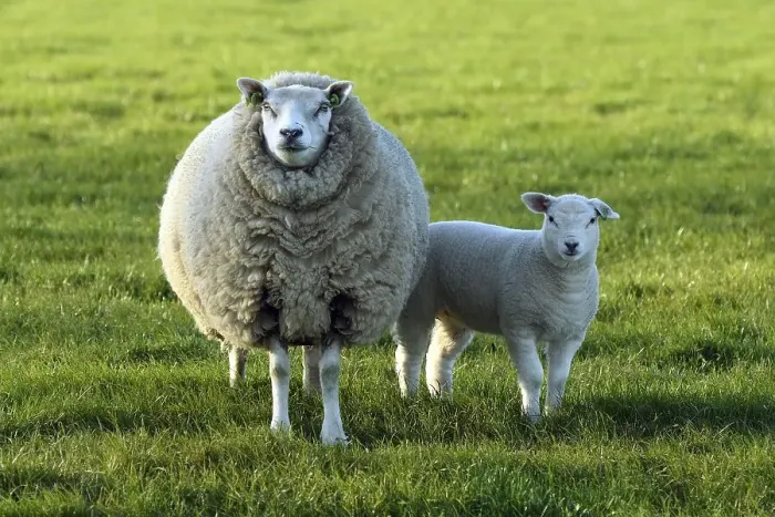 Framed Print : Sheep (Ovis) with lamb in a meadow Framed Print : Sheep (Ovis) with lamb in a meadow